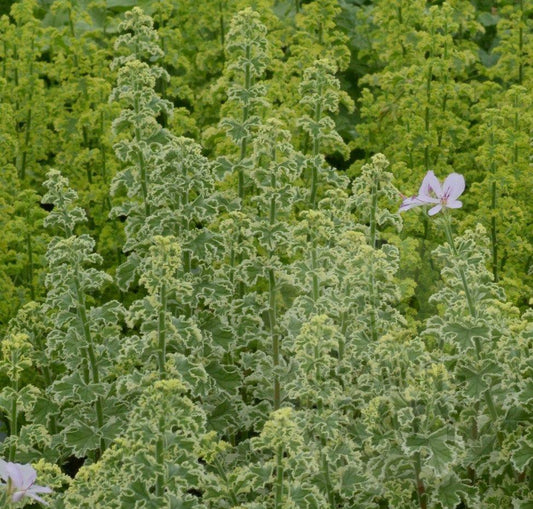 Crispum Variegatum - Lemon Scented Leaf Pelargonium (Geranium) - Single 6cm pot