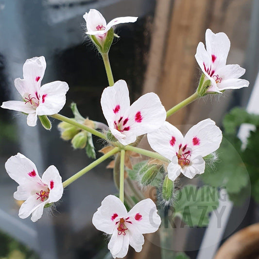 P. Echinatum Album - Species Pelargonium (Geranium) Single Plant 6cm bio pot