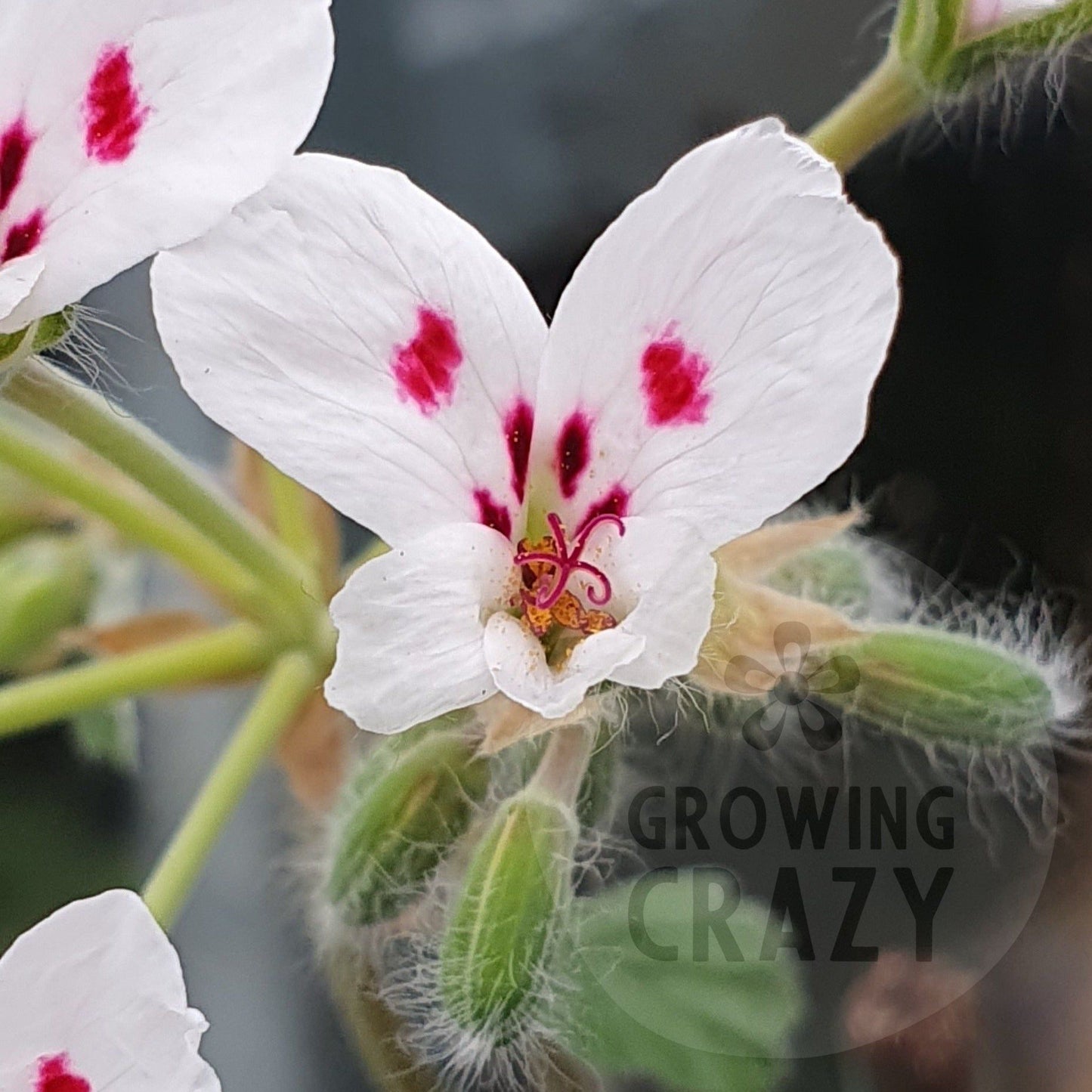 echinatum album - Species Pelargonium (Geranium) Single Plant 6cm bio pot
