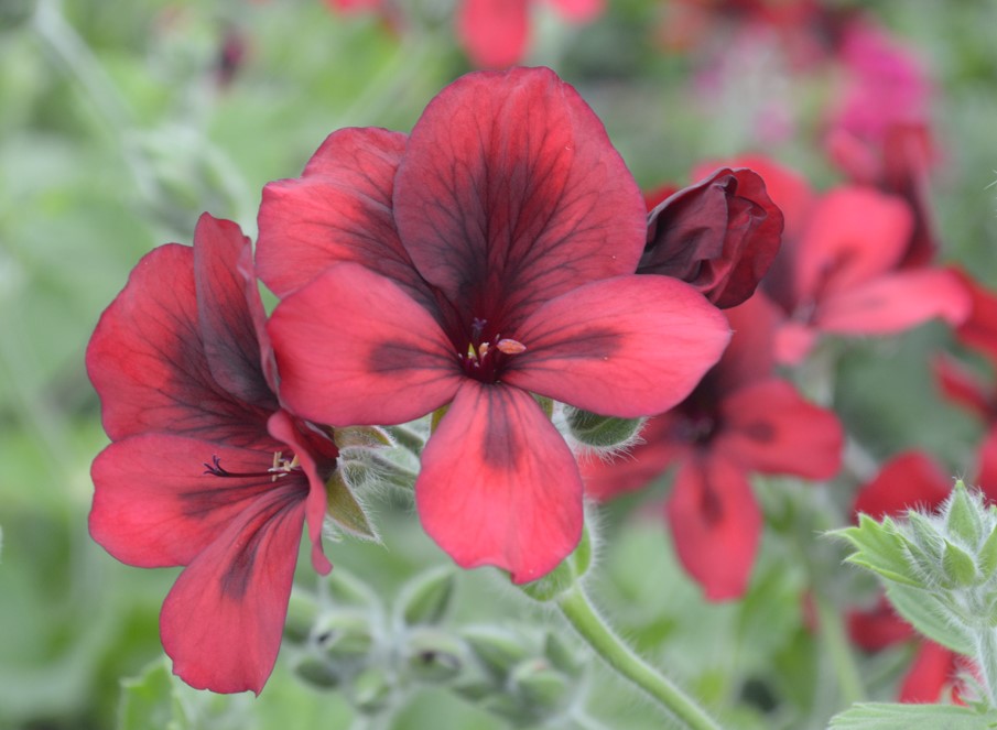 This is Unique Pelargonium 'Mystery' which looks very mysterious in its flowers of lush deep red and dark maroon feathering and centre.