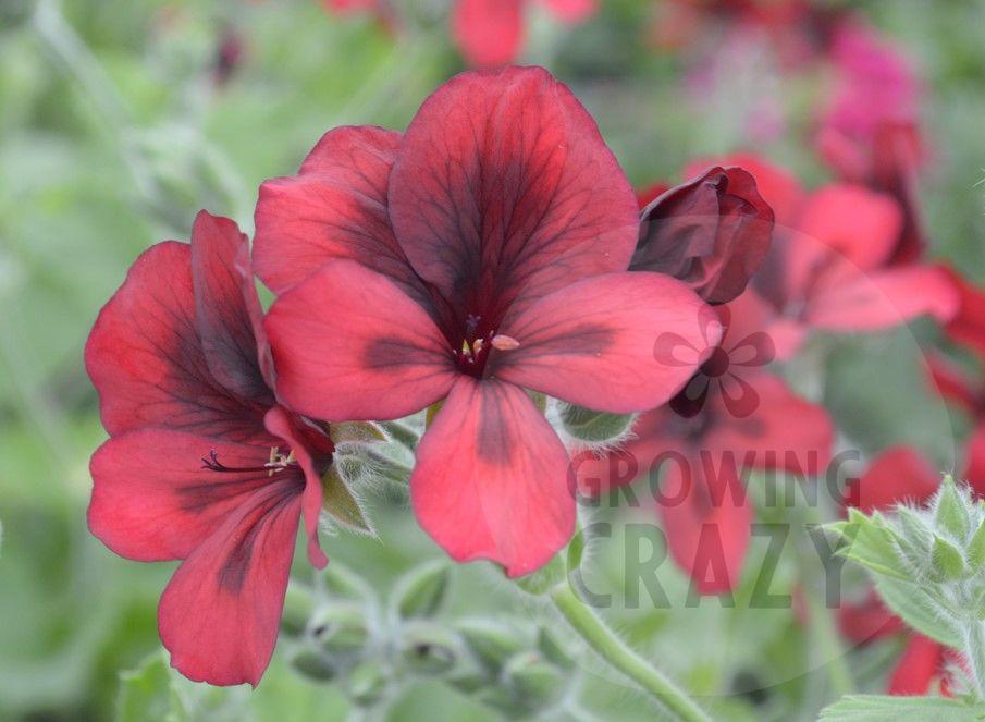 This is Unique Pelargonium 'Mystery' which looks very mysterious in its flowers of lush deep red and dark maroon feathering and centre.