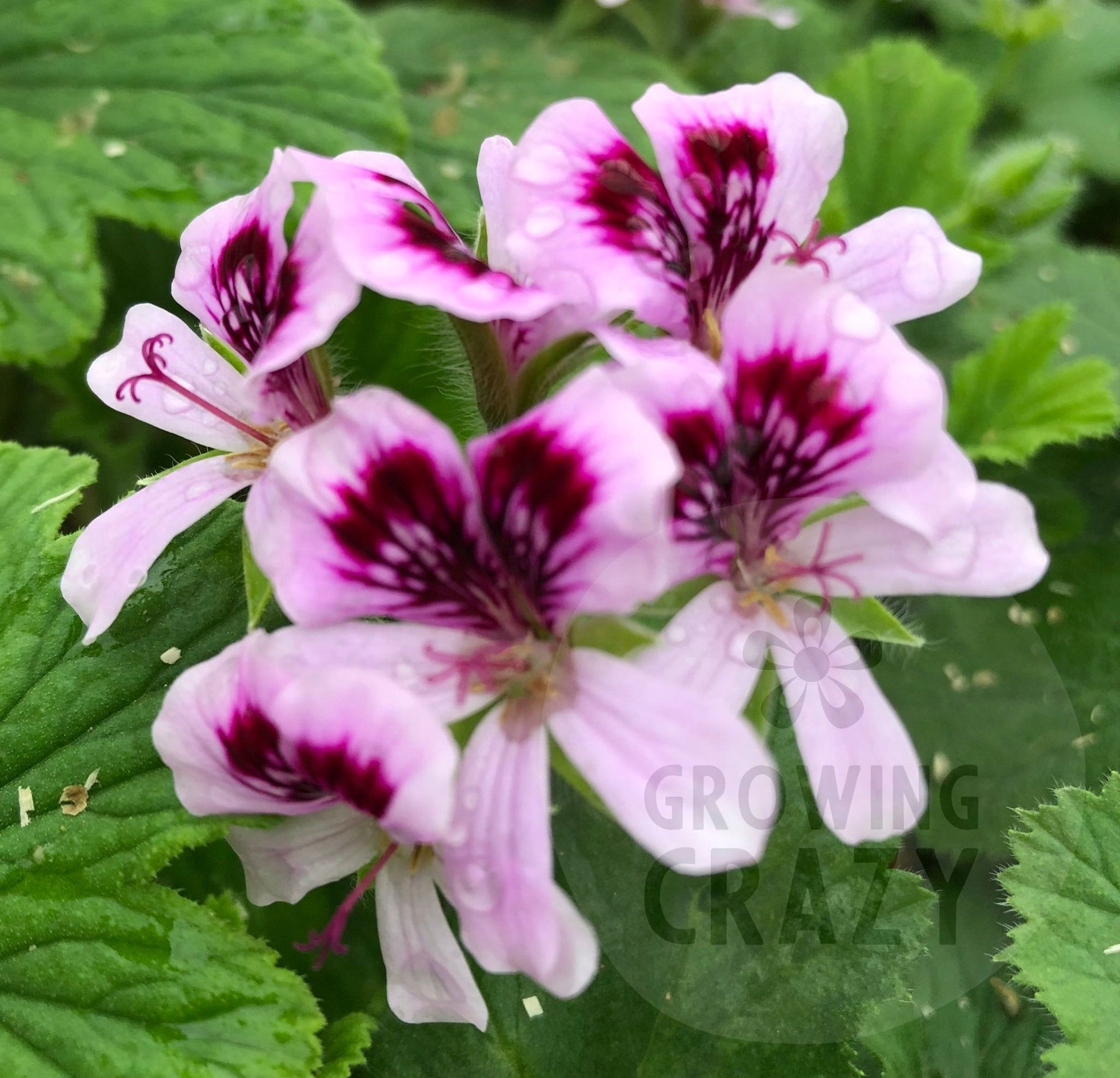 Orange Fizz is a real scented leaved geranium favourite in the garden for providing deliciously scented leaves with a fragrance of fresh oranges. It also produces flowers of mauve with some purple feathering.