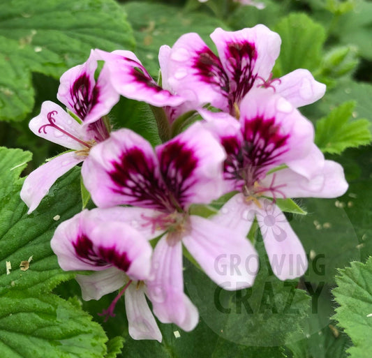 Orange Fizz is a real scented leaved geranium favourite in the garden for providing deliciously scented leaves with a fragrance of fresh oranges. It also produces flowers of mauve with some purple feathering.