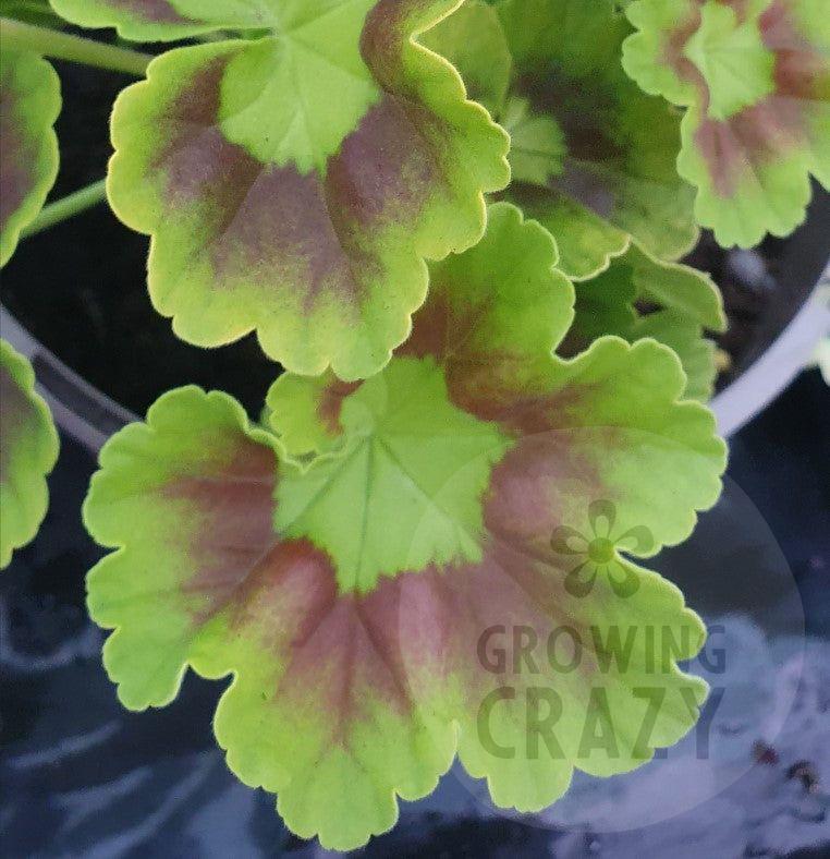 Richard Key - Coloured Leaf Pelargonium / Geranium Plant - 6cm pot
