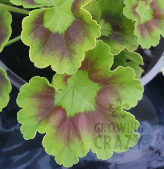 Richard Key - Coloured Leaf Pelargonium / Geranium Plant - 6cm pot