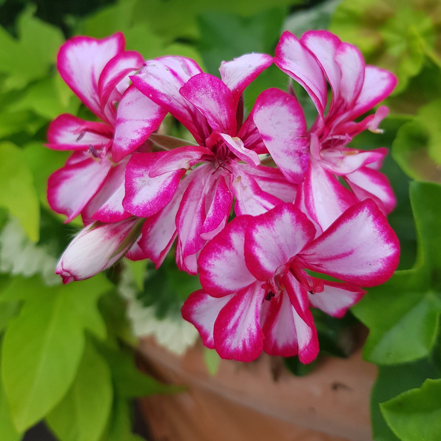 This is an Ivy Leaved Pelargonium (Gernanium) called 'Rouletta' and it produces fantastic white flowers which are bordered with bright pink edges to the petals
