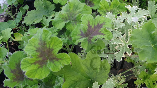 Scented Leaved Pelargoniums