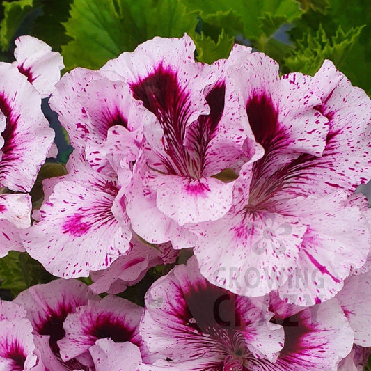 Sunset Snow - Regal Pelargonium (Geranium) big bright mauve flowers with splashes of darker mauve and purple with blotches of deep purple, almost black, in the centre