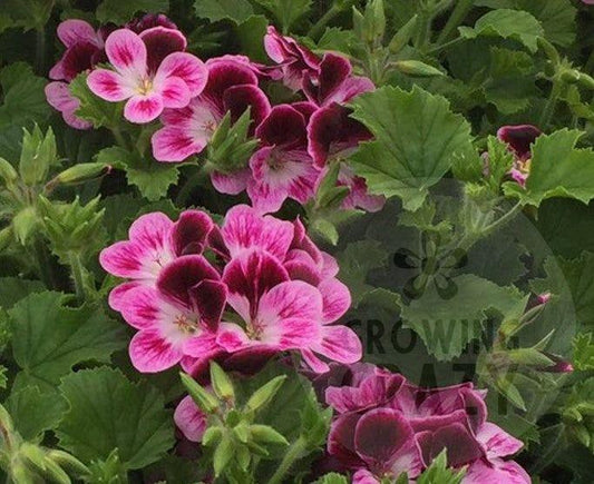 Ursula's Choice - Angel Pelargonium (Geranium) Plant - 6cm bio pot