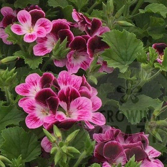 Ursula's Choice - Angel Pelargonium (Geranium) Plant - 6cm bio pot