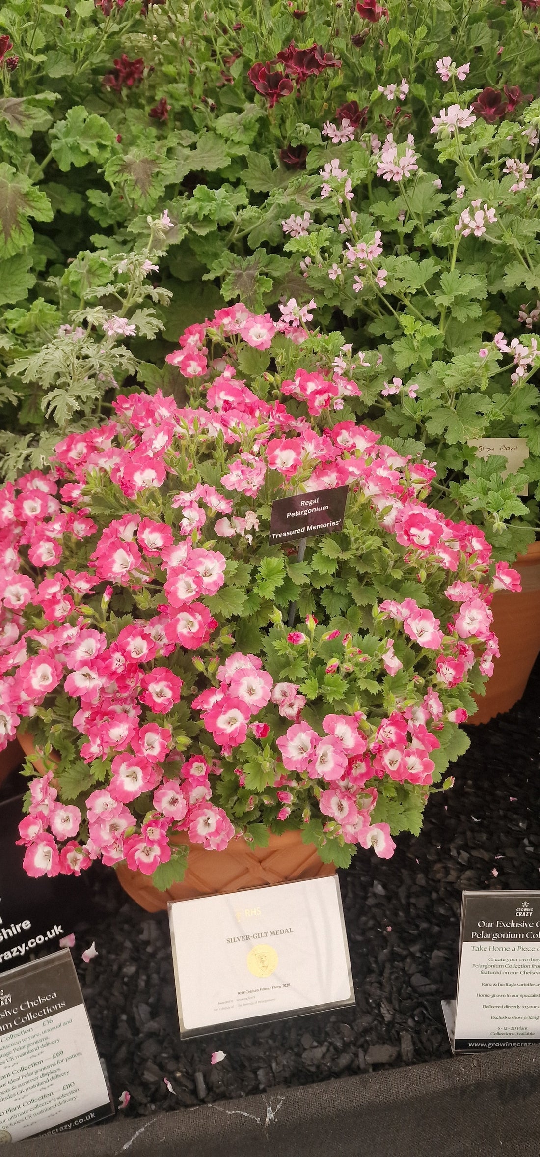 From Malvern to Chelsea – Our First RHS Show Season