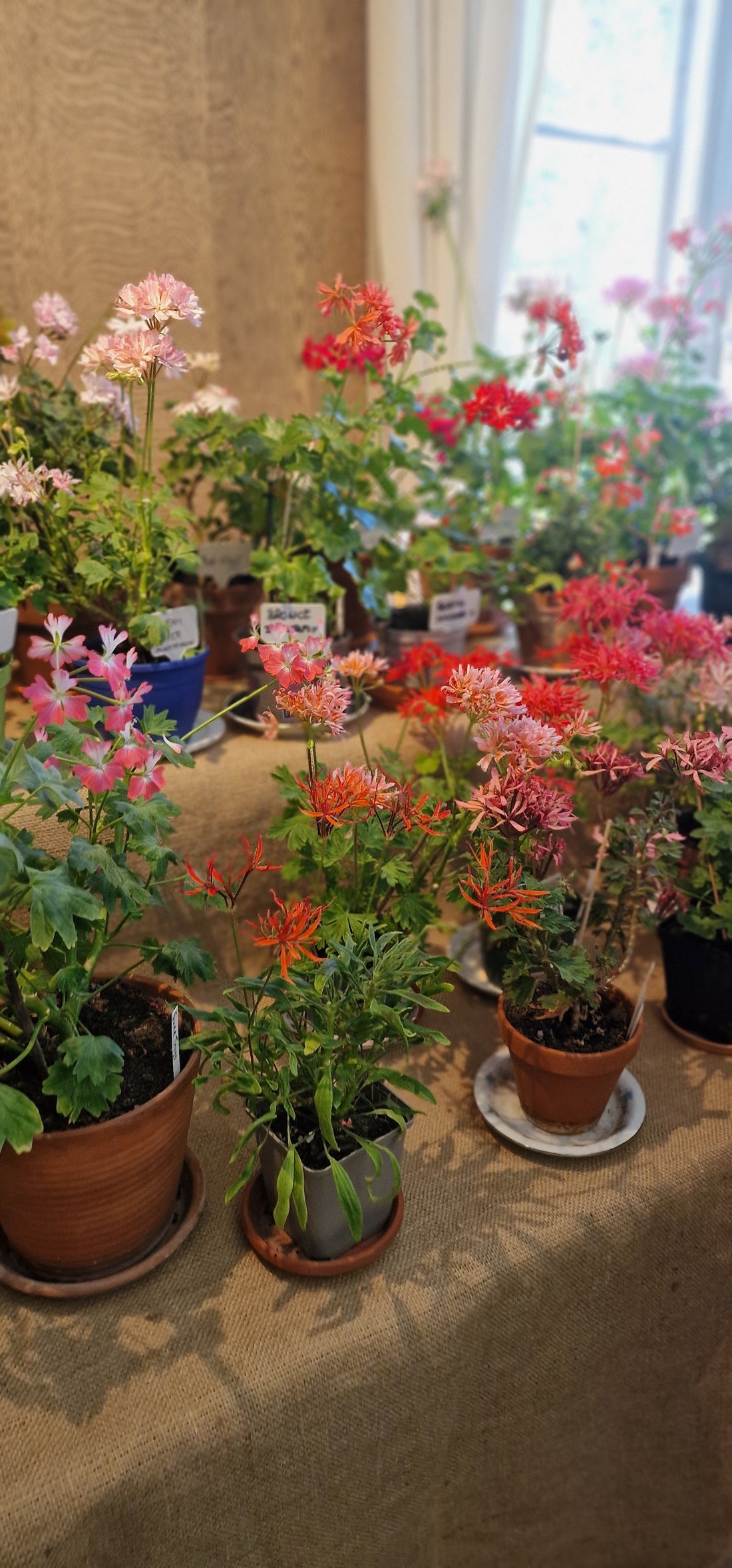 Pellymania in Sweden – Our Pelargonium Adventure!