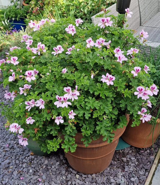 Scented leaved Pelargonium (Geranium) 'Copthorne' standing in a large terracotta pot and providing a wonderful display of mauve flowers and cedar-scented leaves.