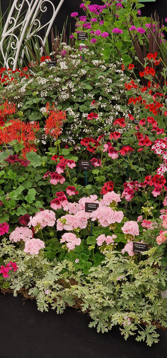 Growing Crazy at RHS Badminton Flower Show & RHS Malvern Spring Festival