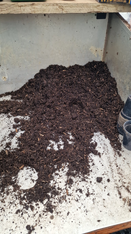 Peat-Free Compost and Pelargoniums: Our Transition at Growing Crazy