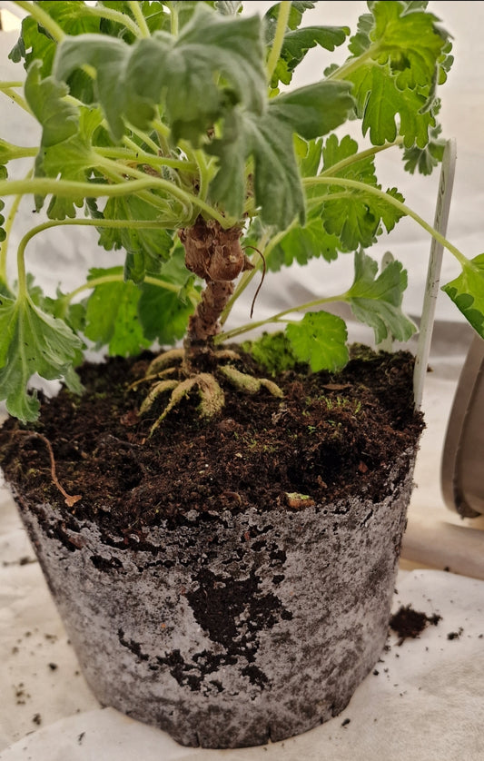Overwintering Pelargoniums: Tips and Technologies for Extra Winter Pelargonium Protection.