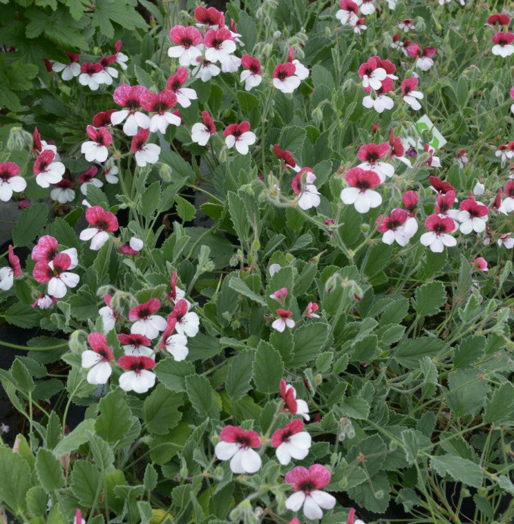 Species hybrid Pelargonium 'Renate Parsley' 