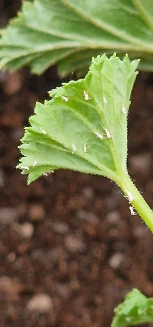 White fly on a a leaf of a Regal Pelargonium plant.