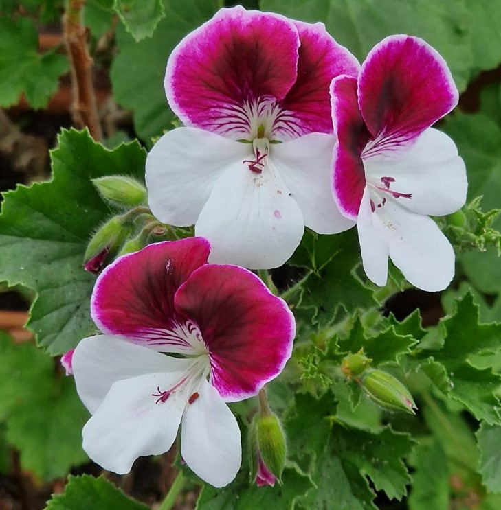 Pelargoniums in May: Six Top Tips for Fantastic Displays