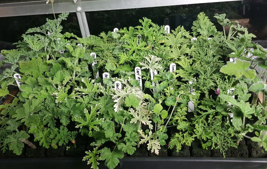 Cuttings tray of scented leaved Pelargoniums to discuss effective tips for caring for and overwintering plants