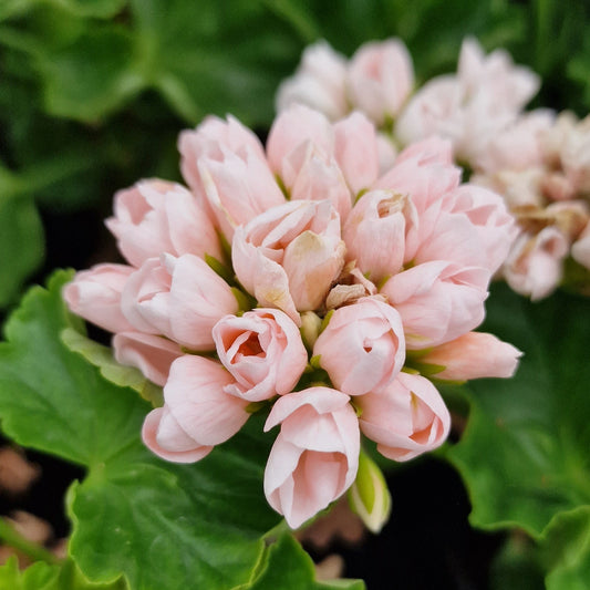 Caring for your Pelargoniums in April '25