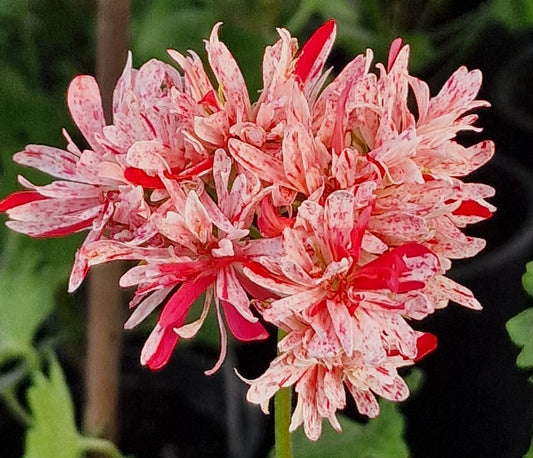 Reflecting on a Blooming Year: Our 2024 Pelargonium Season in Review