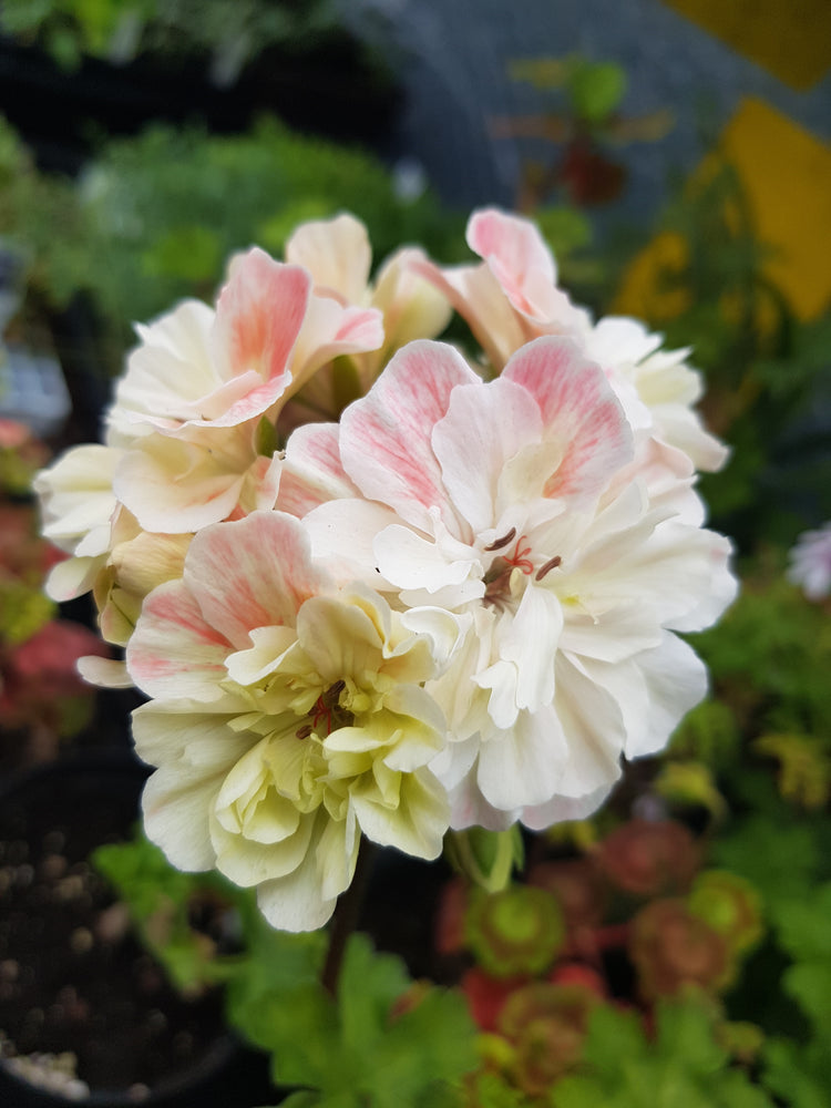 Zonartic Pelargoniums