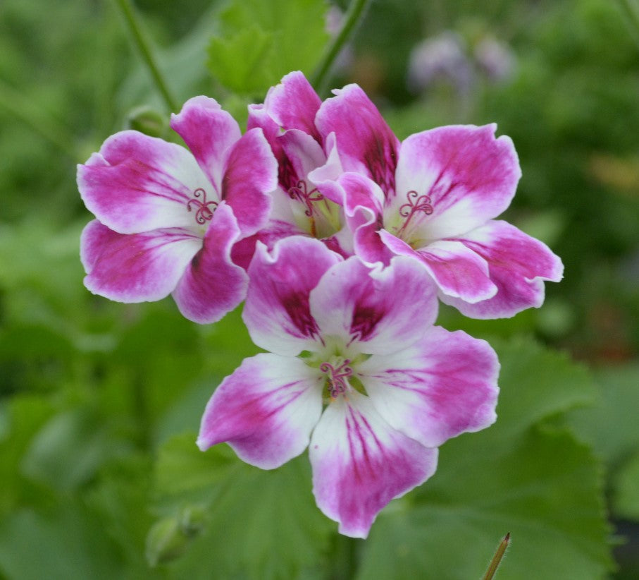 Decorative Pelargoniums