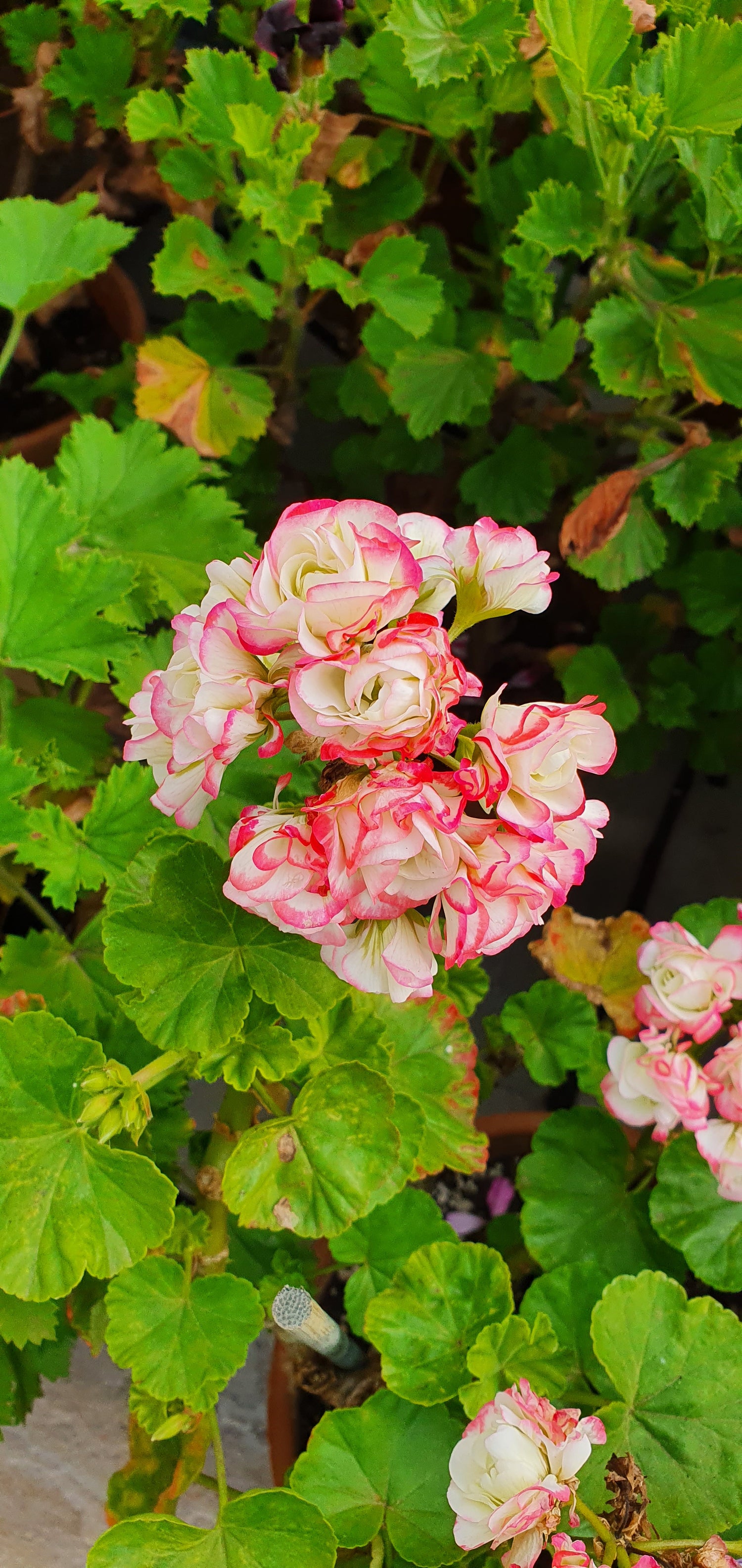 Rosebud and Cactus Flowering Pelargoniums