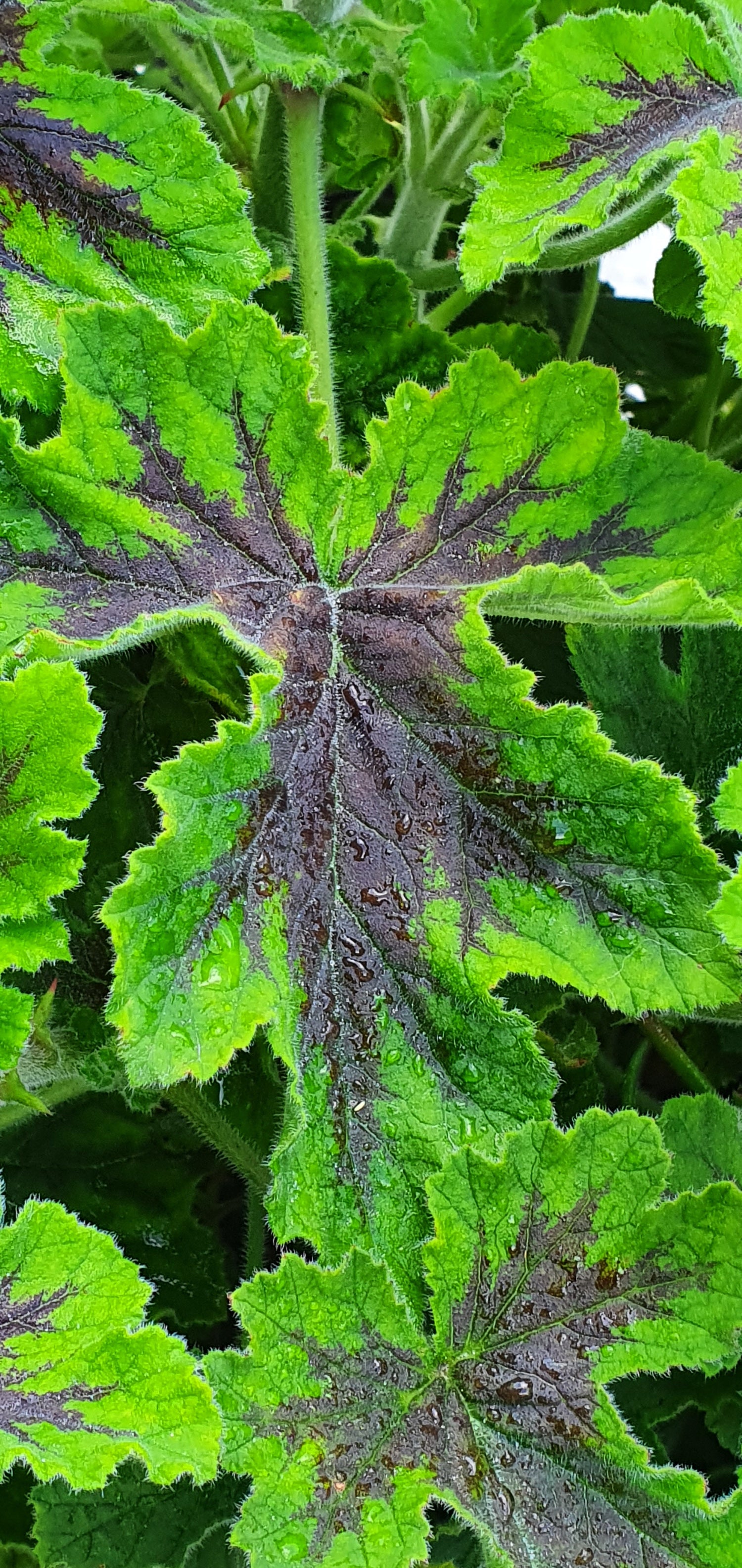 Scented Pelargoniums