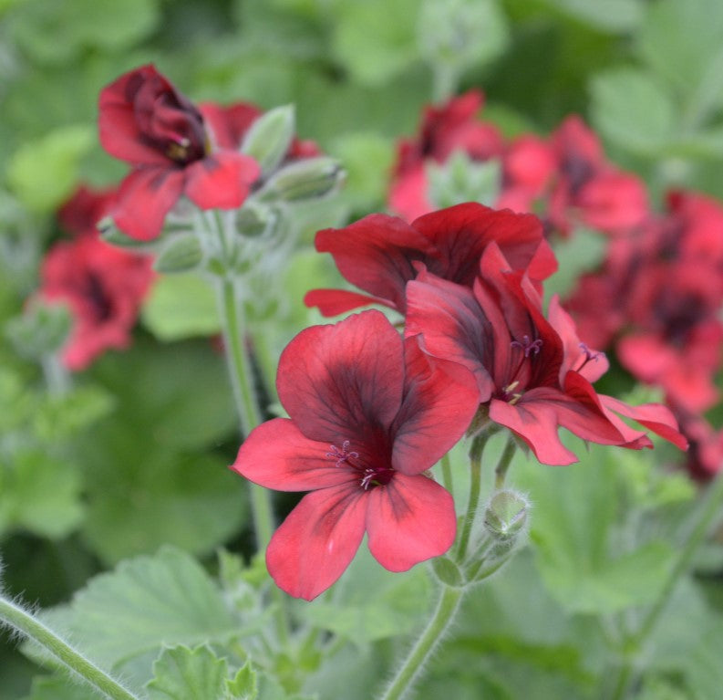 Unique Pelargoniums