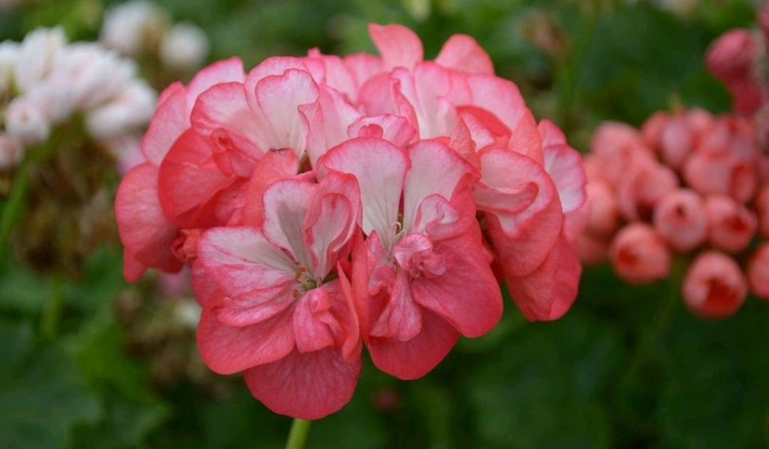 Zonal Pelargonium (Geranium) collection selection available for sale in the UK