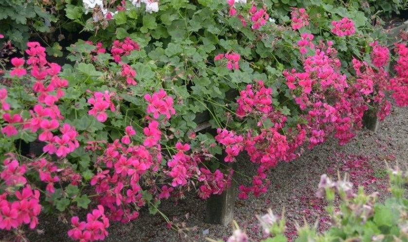 Ivy Leaved Pelargoniums