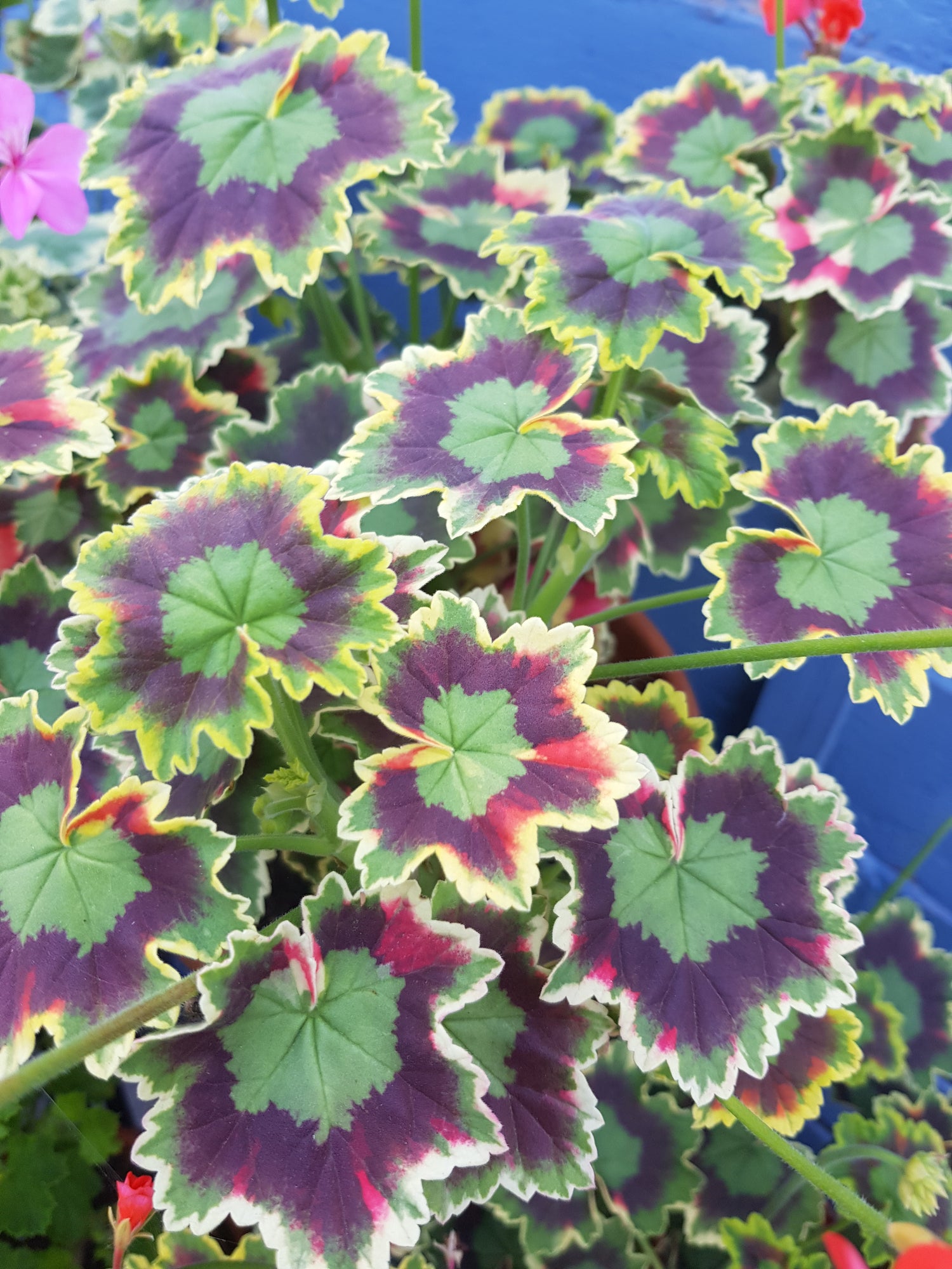 Variegated Leaved Pelargoniums