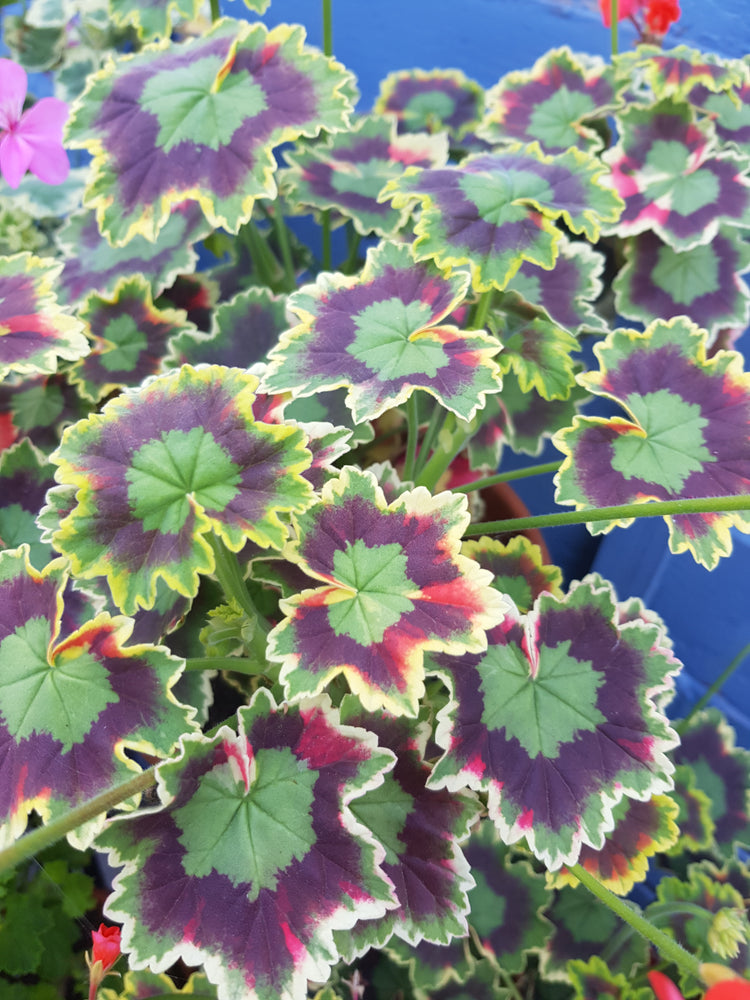 Variegated Leaved Pelargoniums