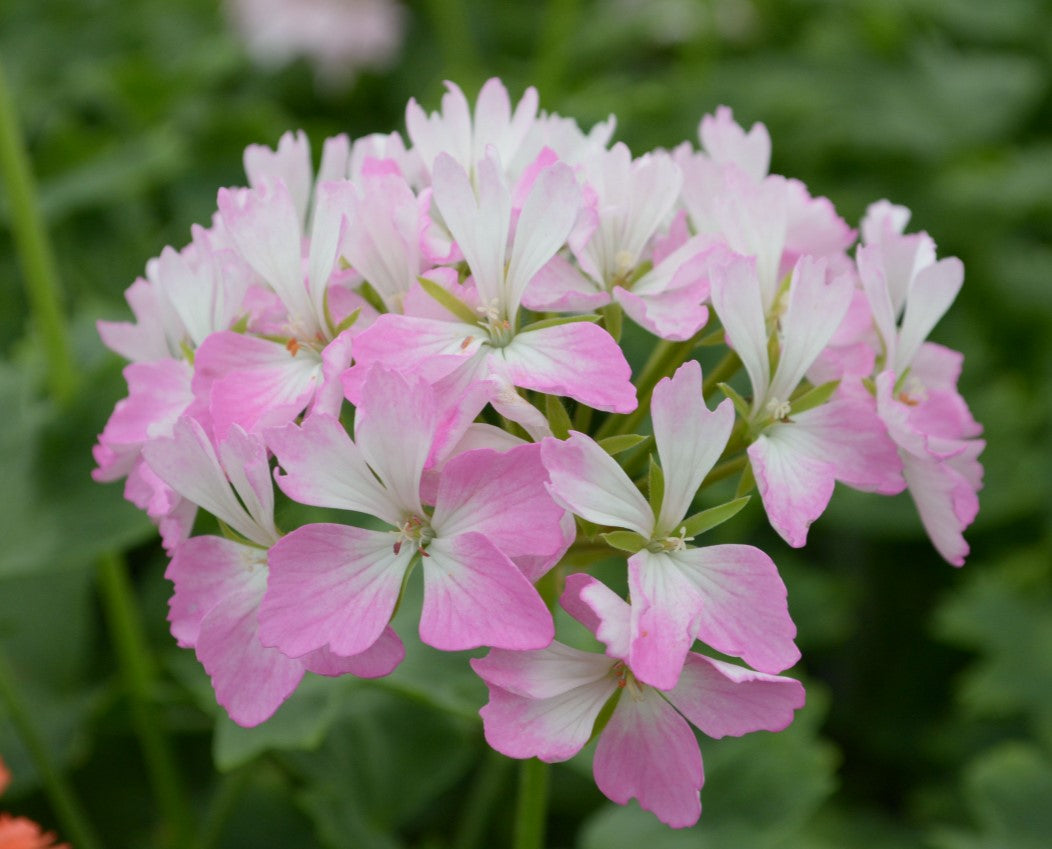 Stellar Pelargoniums