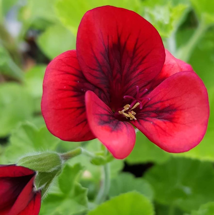 Radiant Red Pelargoniums!