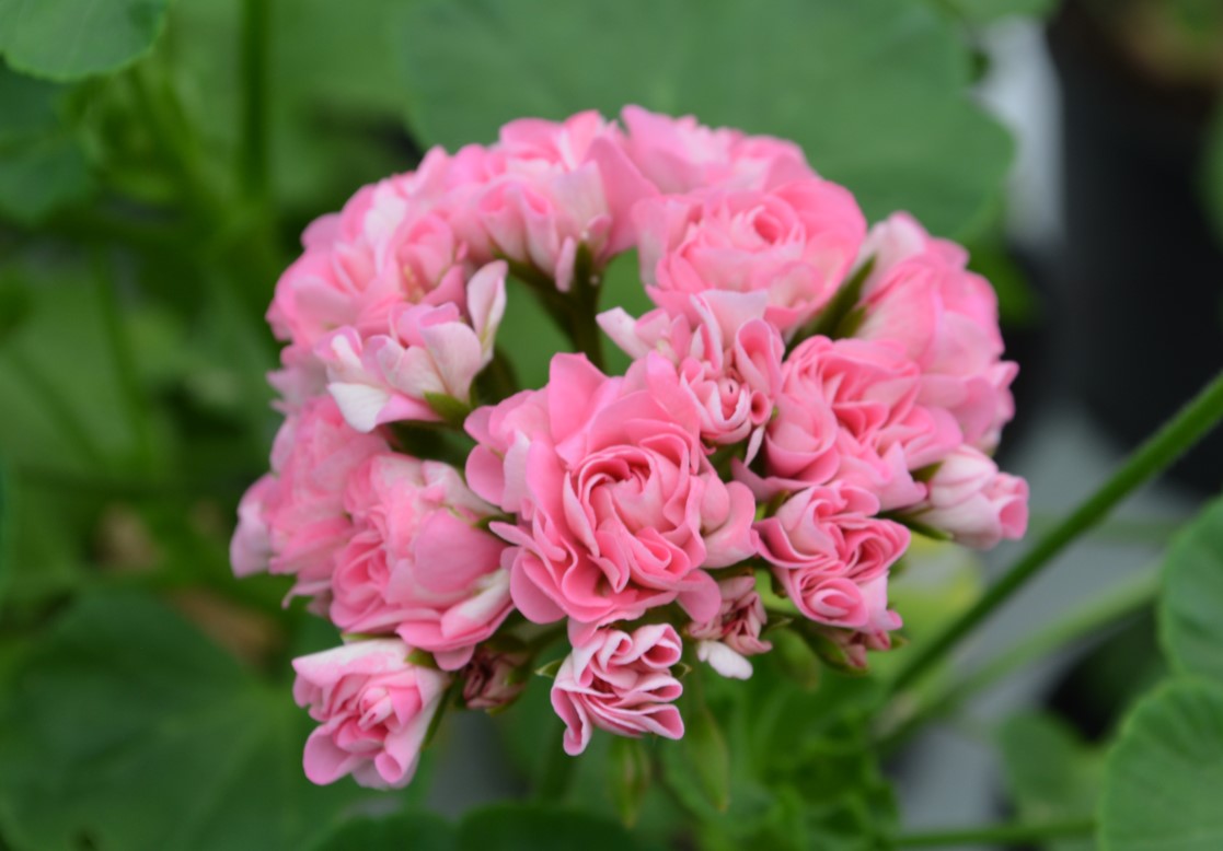 Pretty in pink Pelargoniums!