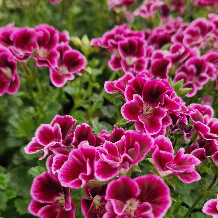 Shop All Pelargoniums