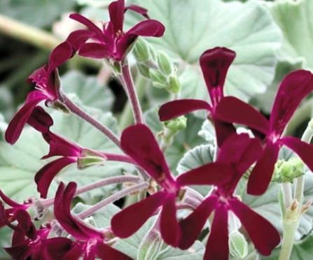 Species Pelargoniums