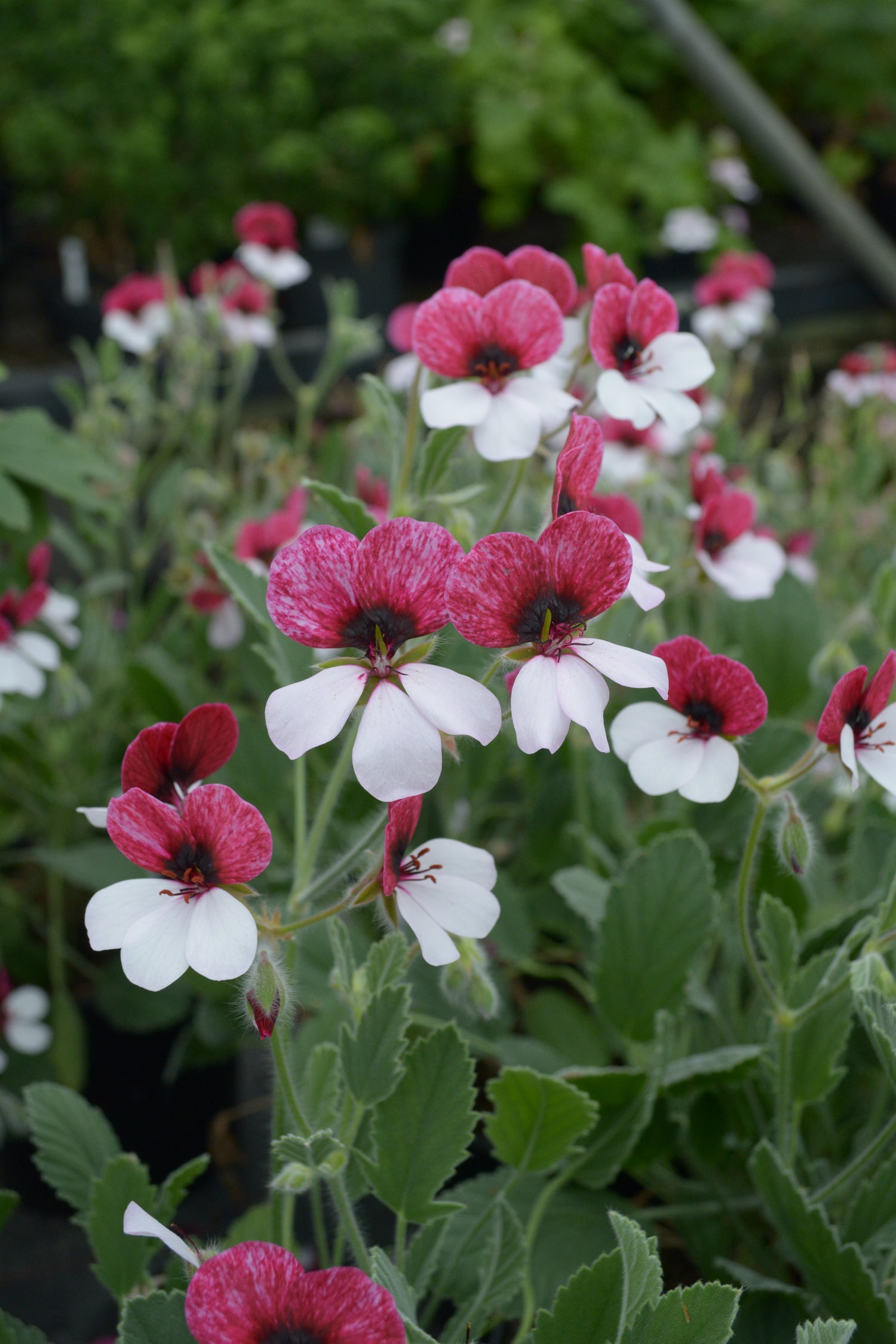 Species Hybrid Pelargoniums