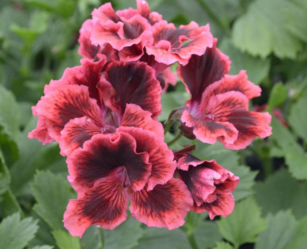 Regal Pelargoniums