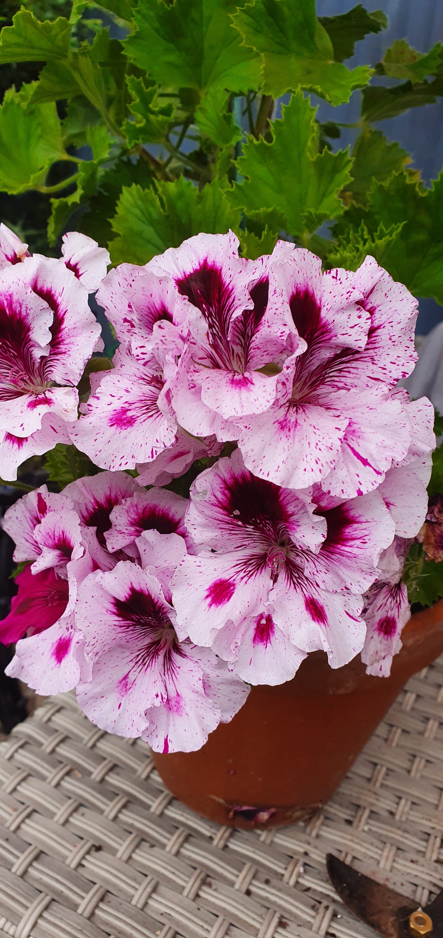 Splashed, speckled, flecked, or painted Pelargoniums