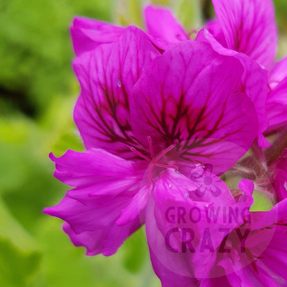 P. cuculatum Flore Plenum - Species Pelargonium (Geranium) Single Plant - 6cm bio pot