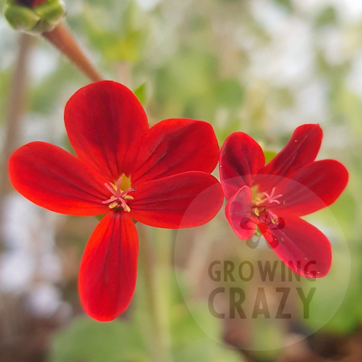 Single Geraniums Ardens - Species Pelargonium / Geranium - Single Plant 6cm bio Pot ...