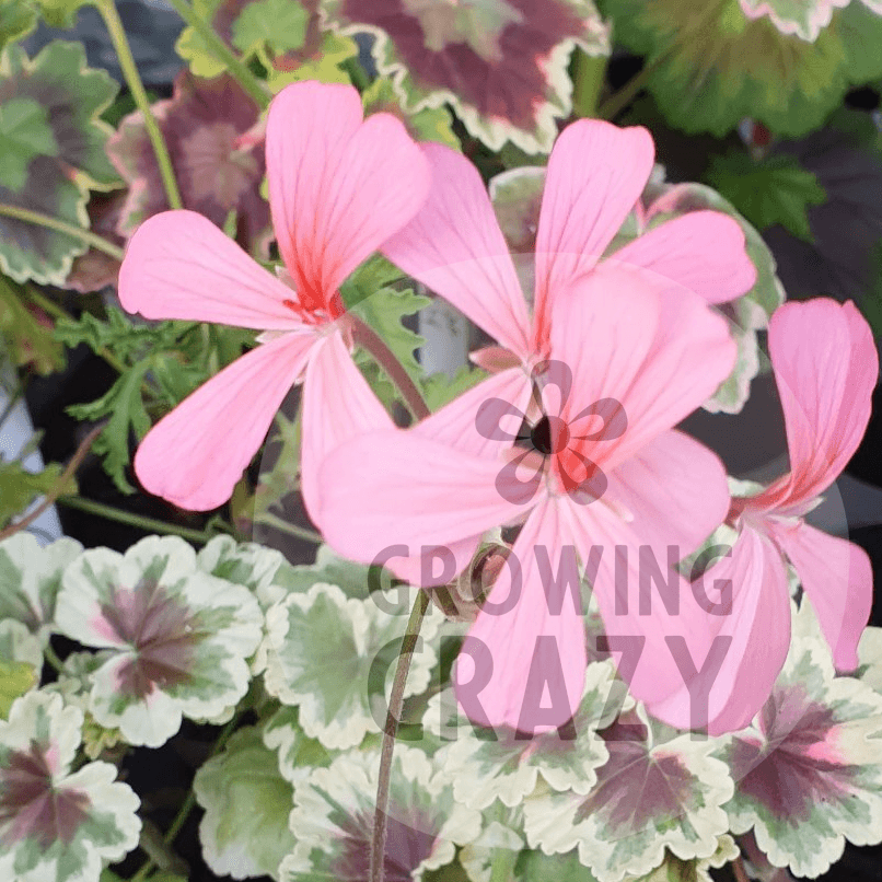 Princess Julia - Coloured Leaf Pelargonium Geranium  vibrant pink flower. interesting and diverse leaves  Victorian 