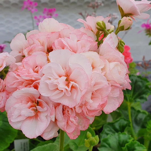 Highfields Attracta - Zonal Pelargonium / Geranium Garden Plant - 6cm pot
