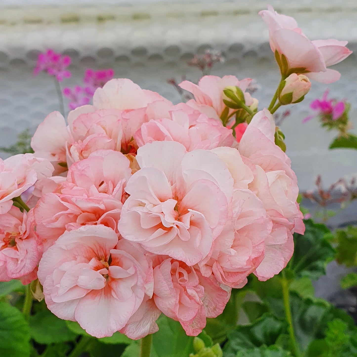 Highfields Attracta - Zonal Pelargonium / Geranium Garden Plant - 6cm pot