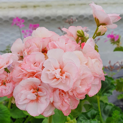Highfields Attracta - Zonal Pelargonium / Geranium Garden Plant - 6cm pot