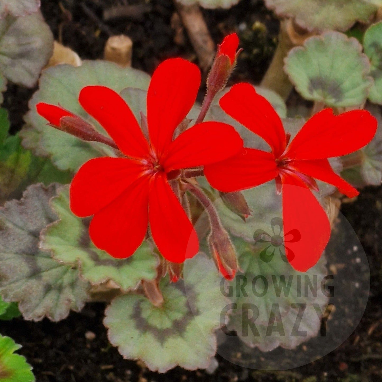 Stadt Bern -Single Zonal Pelargonium / Geranium Garden Plant - 6cm pot